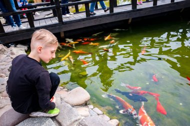 Çocuk göldeki tahta bir köprüde duruyor ve Japon koi balığını besliyor.