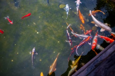 Japon koi balığı gölette nehrin üzerindeki ahşap köprünün yanında yüzer.