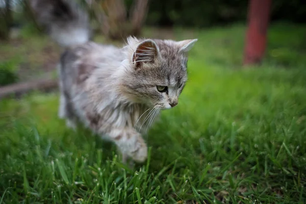 Gato Gris Esponjoso Corre Por Césped — Foto de Stock