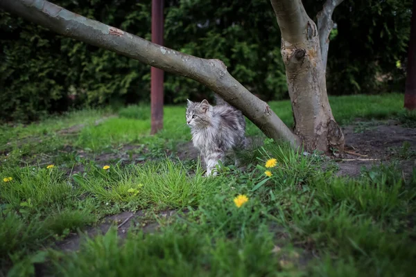 Gato Gris Esponjoso Sienta Debajo Árbol Césped —  Fotos de Stock