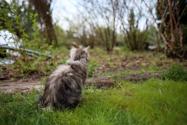 Een Pluizige Grijze Kat Zit Met Zijn Rug Naar Grond — Stockfoto