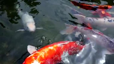 Japon sazan balığı, insanlar tarafından atılan yiyecekleri kapmak için kafalarını sudan çıkarır.