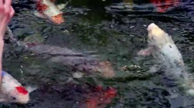 Bir Japon sazan sürüsü insanların onlara attığı havuzda yemek yiyor.