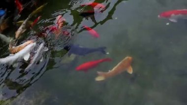 Bir Japon sazan sürüsü insanların onlara attığı havuzda yemek yiyor.