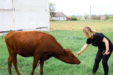 Siyah elbiseli bir kız boğanın kafasını okşamaya çalışıyor.