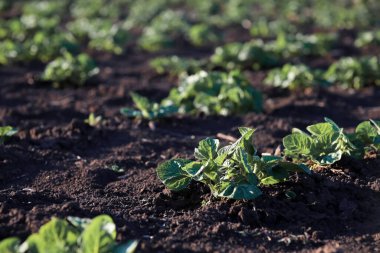 Bahçede yeşil patates sapları