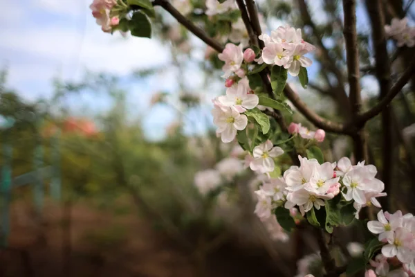 Blütenstand Der Rosa Apfelblüten Frühlingsgarten — Stockfoto