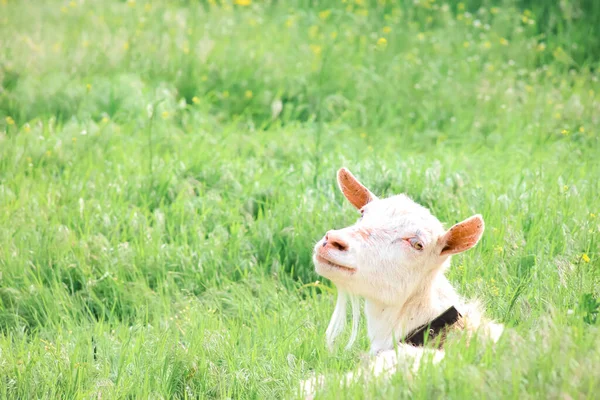 White Goat Peeks Out Tall Grass Pulling Out Its Head — Stock Photo, Image