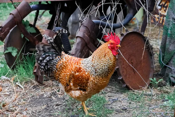 Coq Tacheté Promène Dans Cour Recherche Une Femelle — Photo