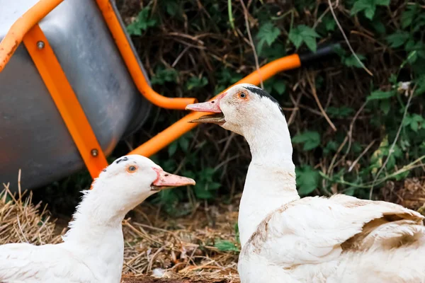 Two Domestic Ducks Quack Together — Stock Photo, Image