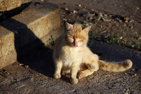 一只红猫坐在路边的沥青路面上晒太阳 — 图库照片