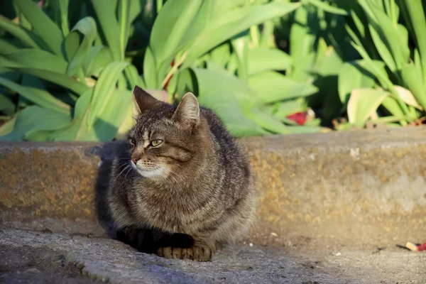 Grå Katt Sitter Asfalten Nära Blomstersäng — Stockfoto