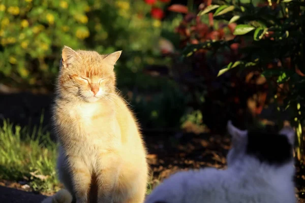 庭の茂みには赤い猫が座っていて 太陽が輝いています — ストック写真