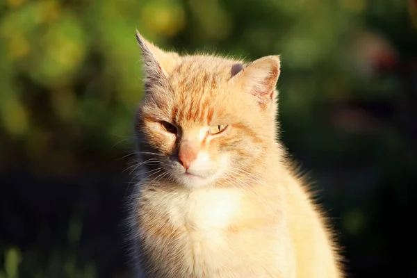 Piros Macska Háttérben Egy Tavaszi Kert — Stock Fotó