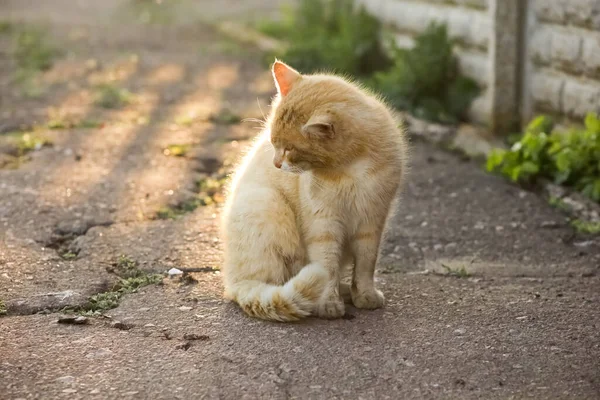 Gato Vermelho Senta Asfalto Lambe Sua Pele — Fotografia de Stock