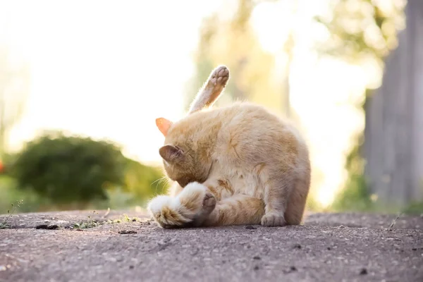 Red Cat Sits Asphalt Crouched Licks His Ass — 图库照片