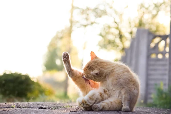 Chat Rouge Est Assis Sur Asphalte Accroupi Lèche Patte — Photo