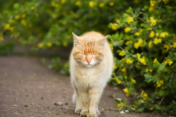 Chat Rouge Marche Gravement Dans Jardin — Photo