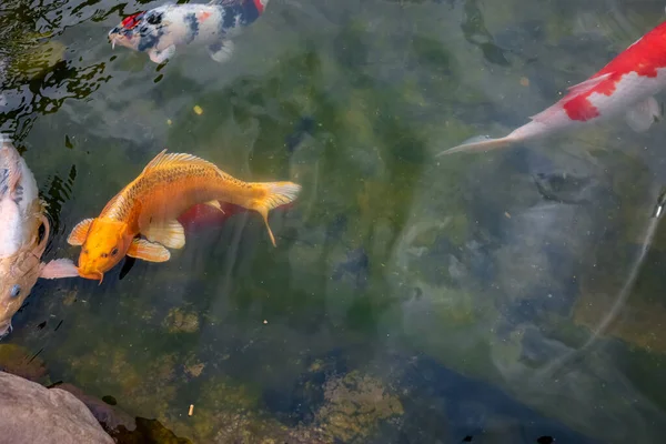 Pesci Koi Giapponesi Nuotano Nello Stagno Scintillando Sole Con Colori — Foto Stock