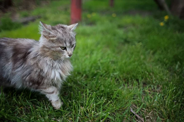 Fluffig Grå Katt Springer Gräsmattan — Stockfoto