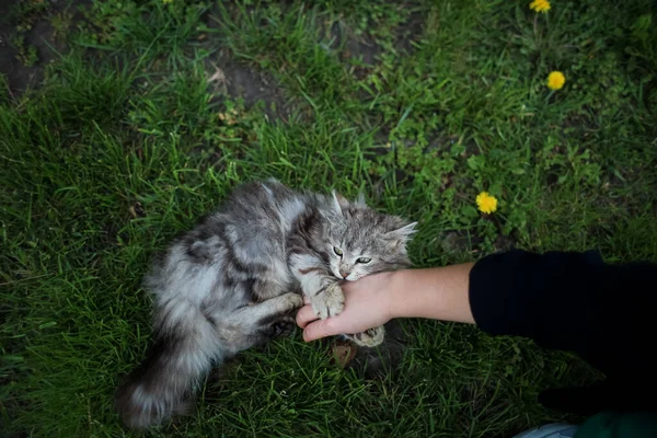 毛绒绒灰猫在草坪上用主人的手玩耍 — 图库照片