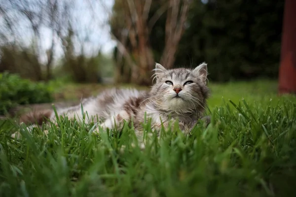 Chat Gris Moelleux Avec Regard Sournois Regarde Monde Autour Lui — Photo