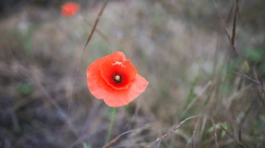 Bahçedeki çimlerin üzerinde güzel yabani gelincik çiçeği