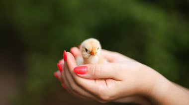 Bir adamın küçük sarı bir tavuğu tuttuğu ellerine yakından bakın..