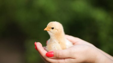 Bir adamın küçük sarı bir tavuğu tuttuğu ellerine yakından bakın..