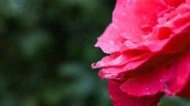 Yağmurdan sonra kırmızı gül..