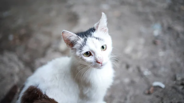 Inhemsk Grå Katt Med Sorgsna Ögon — Stockfoto