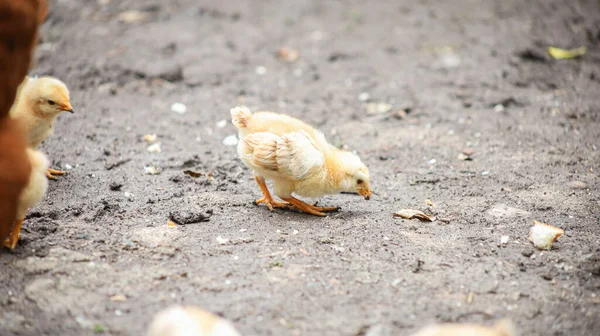 Des Petits Poulets Jaunes Courent Dans Cour Recherche Nourriture — Photo