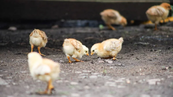 Des Petits Poulets Jaunes Courent Dans Cour Recherche Nourriture — Photo