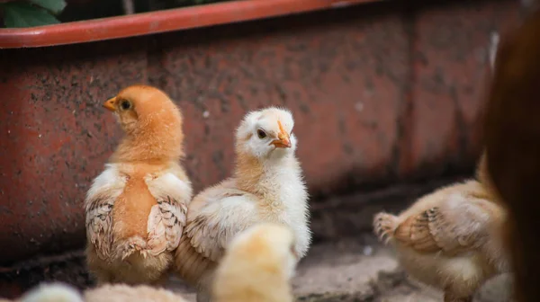 Poule Pondeuse Emmené Ses Poussins Promener Chercher Nourriture — Photo