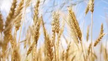 Çavdarın altın çivileri mavi gökyüzüne karşı rüzgarda savruluyor