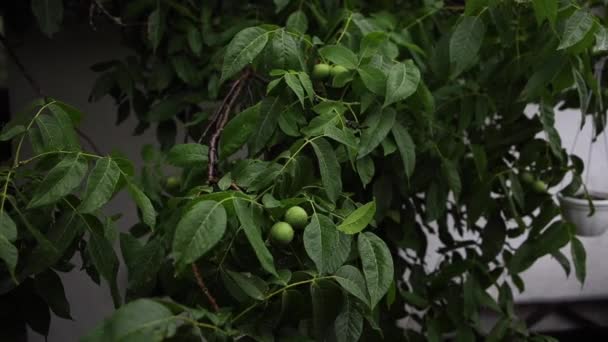 Летний Дождь Капает Листья Зеленого Ореха — стоковое видео