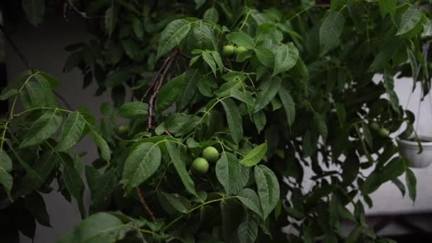 Uma Chuva Verão Goteja Nas Folhas Uma Noz Verde — Vídeo de Stock