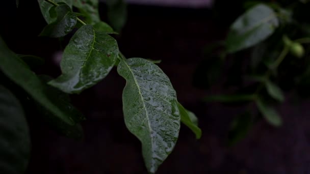 Крупным Планом Летний Дождь Капает Зеленый Ореховый Лист — стоковое видео