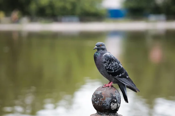 公園の湖の反対側にある鉄の柵の上に鳩が座っています — ストック写真