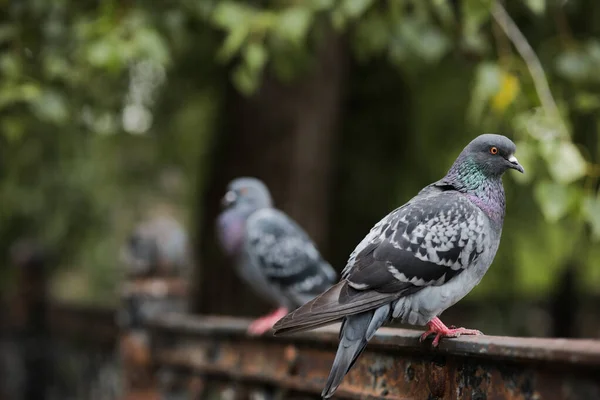 手前の柵の上に鳩が腰を下ろして — ストック写真