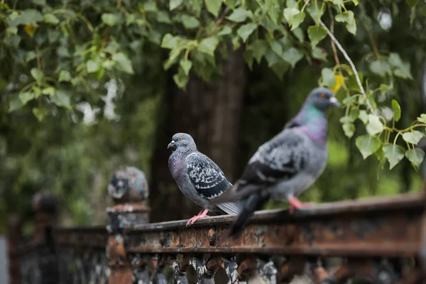 3羽のハトが柵の上に座っています 緑の木の近くの公園 — ストック写真