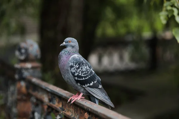 울타리 공원에 비둘기의 — 스톡 사진