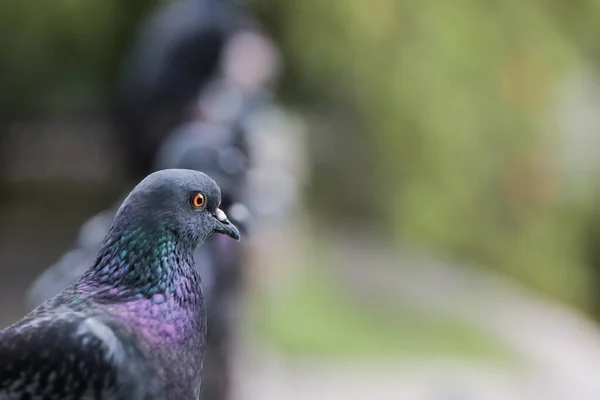 Zbliżenie Gołębia Odwracając Wzrok Siedzącego Obok Innych Ptaków — Zdjęcie stockowe