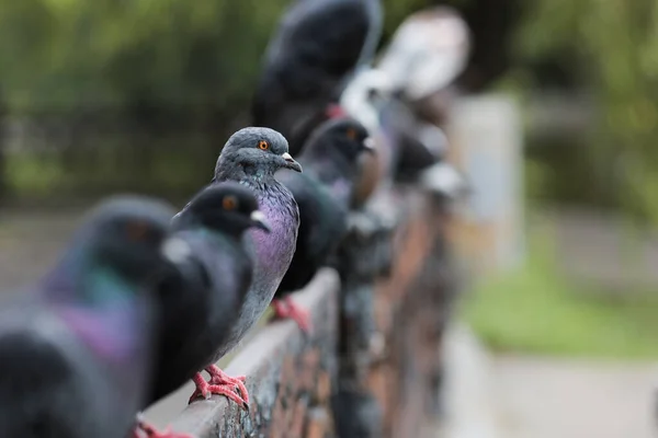 鳥のハトが鉄の柵の上に座っている多くのハトが座って湖を見ている — ストック写真