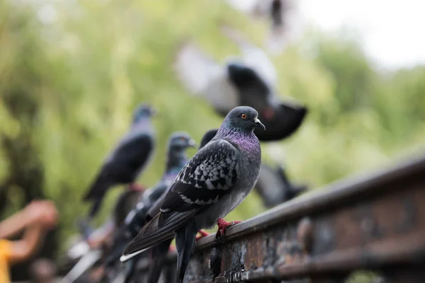 鳥のハトが鉄の柵の上に座っている多くのハトが座って湖を見ている — ストック写真