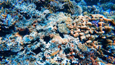 Denizin dibindeki mercan resifinin sualtı görüntüsü..