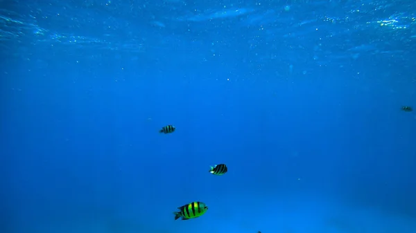 Blaues Unterwasser Des Meeres Mit Fischen — Stockfoto