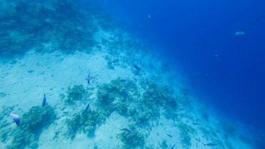 Deniz tabanının arka planında, tropikal balıkların mercanların yakınında yüzdüğü görülebilir..
