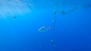 Denizin derinliklerinde, su kolunun altında güneşin ışınlarıyla aydınlatılan güzel balıklar yüzüyor.