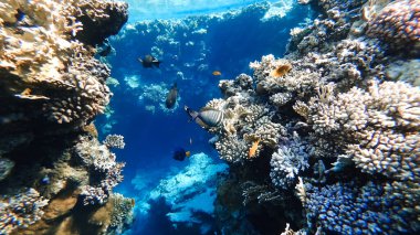Kızıl Deniz 'in dibindeki inanılmaz güzel manzara. Yanında tropikal balıkların güneş tarafından aydınlatıldığı mercanlar var..